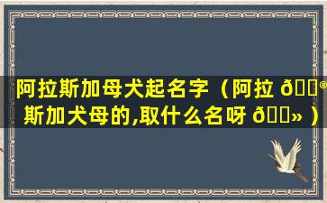 阿拉斯加母犬起名字（阿拉 💮 斯加犬母的,取什么名呀 🌻 ）